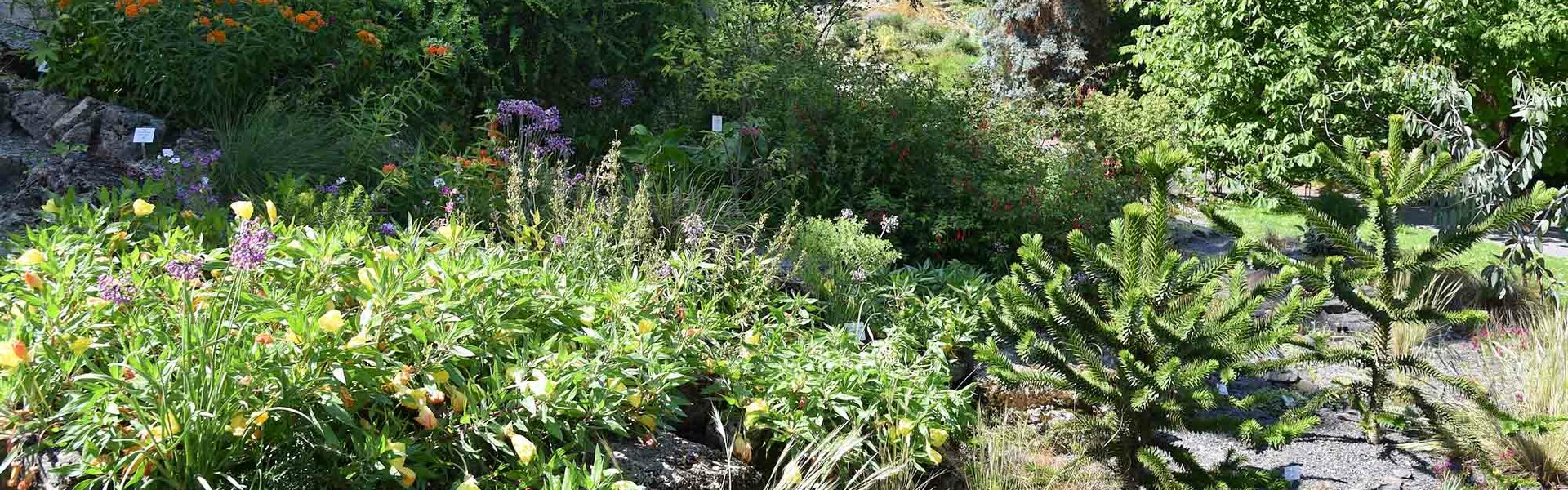 Pflanzen im Botanischer Garten