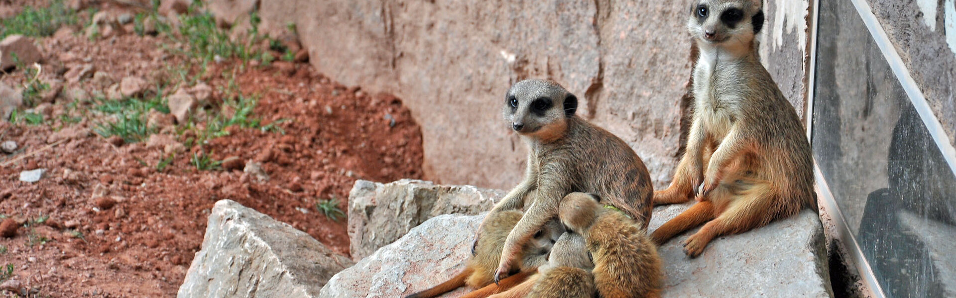 Erdmännchen im Suhler Tierpark