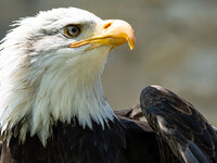 Falknerei "Burg Greifenstein"