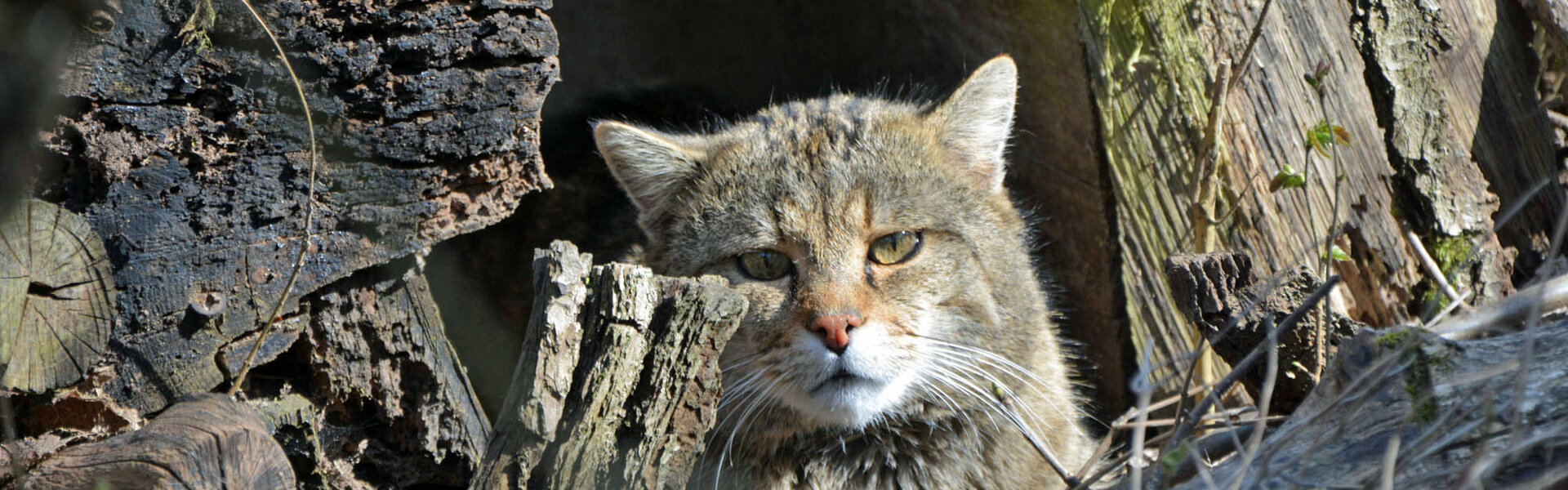 Wildkatzendorf Hütscheroda