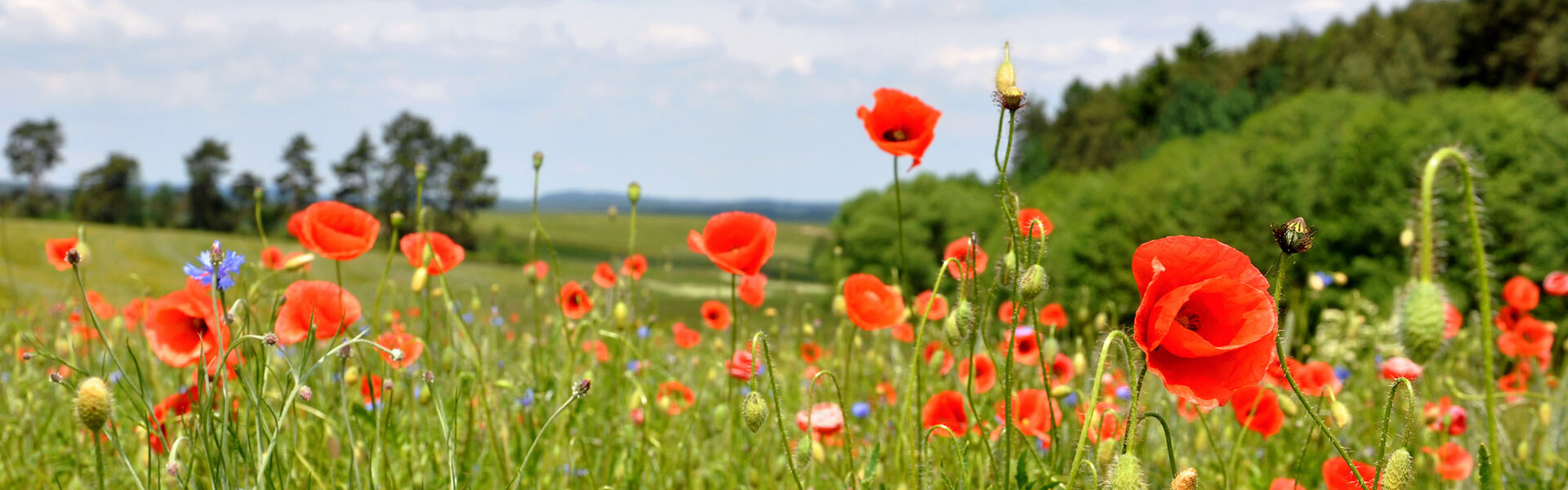 Landschaft mit Klatschmohn