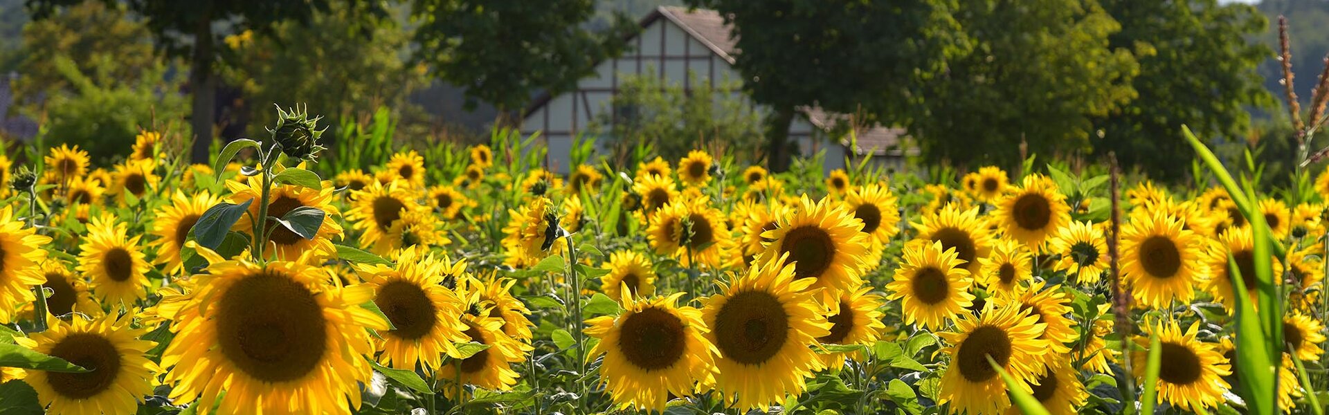Sonnenblumen-Panorama