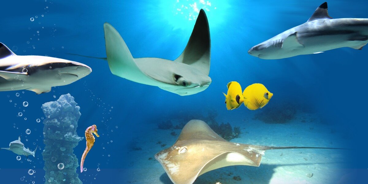 Meeresaquarium-Exotarium Nautiland in Sonnebe