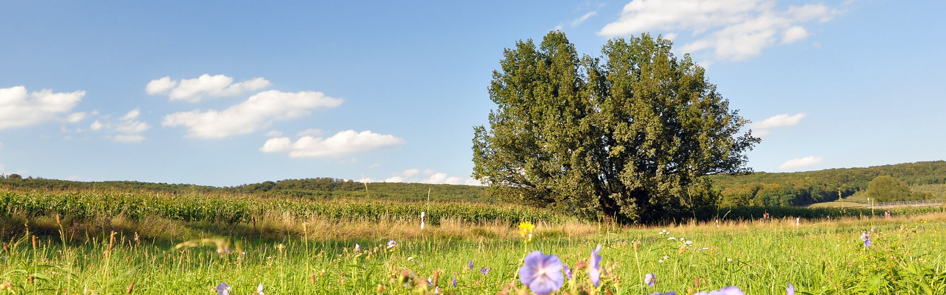 Jüdische Synagoge Berkach