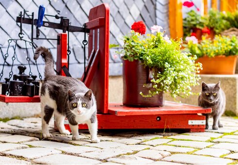 Unsere Katzen