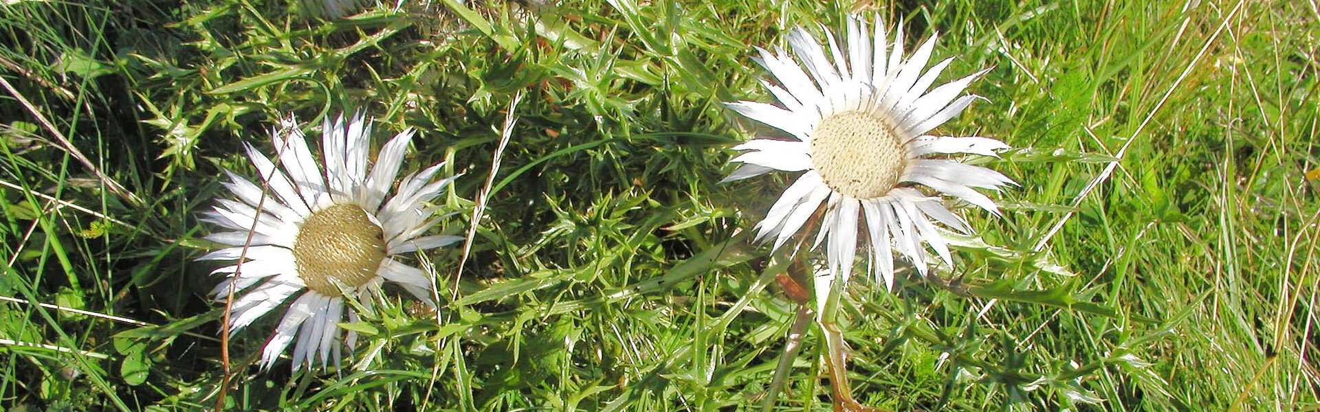 Ruine Hutsberg in der Rhön