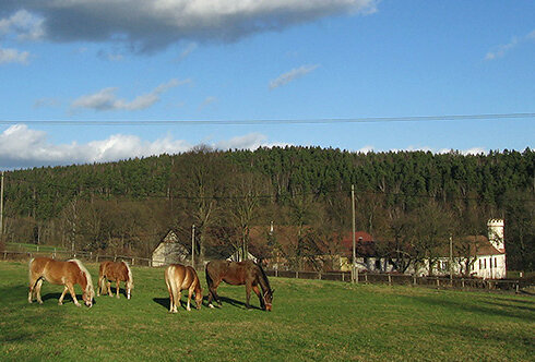 Pferdekoppel