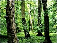 Nationalpark Hainich