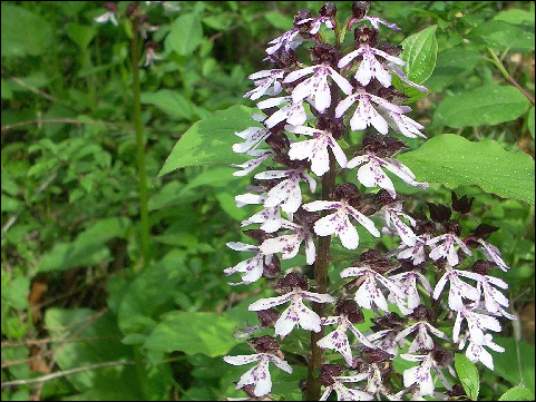 Fewo Haus Auerhahn - Orchideenzeit